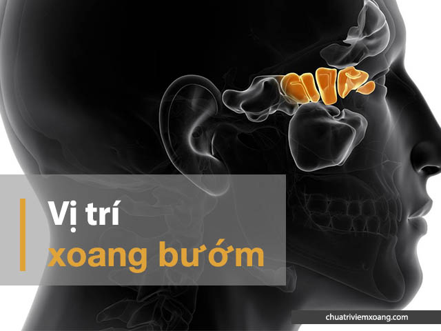 Vị trí của xoang bướm
