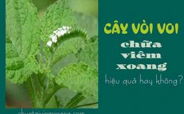 Cây vòi voi chữa viêm xoang